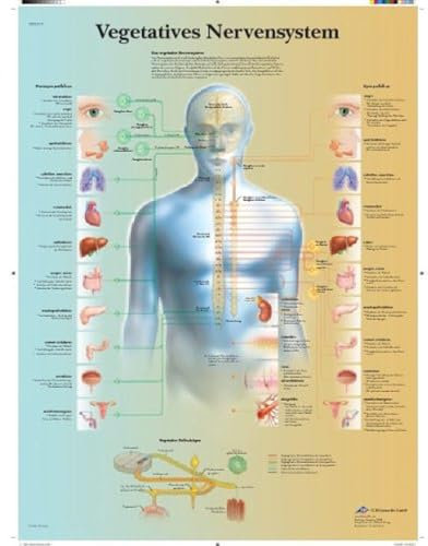 3B Scientific Lehrtafel - Vegetatives Nervensystem