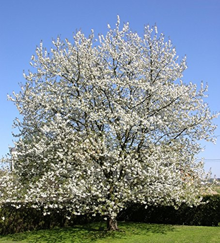 Müller Münchehof GmbH Baum des Jahres 2010 - Vogelkirsche im Container Größe 125 bis 150 cm