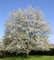 Müller Münchehof GmbH Baum des Jahres 2010 - Vogelkirsche im Container Größe 125 bis 150 cm