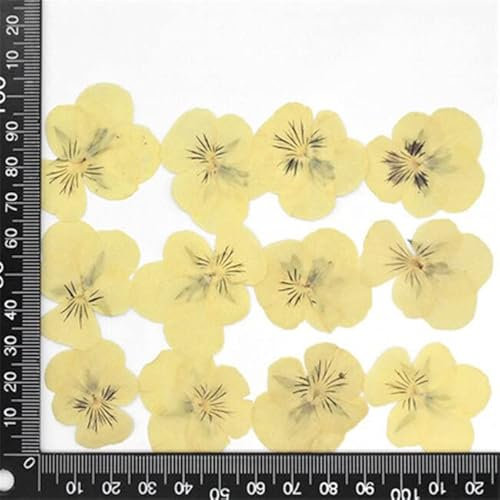 Crysdaralovebi 60 Stück gepresste getrocknete Stiefmütterchen, Viola dreifarbig L. Blumenpflanzen, Herbarium für Schmuck, Postkarten, Lesezeichen, Handyhüllen, Basteln (Farbe 1)