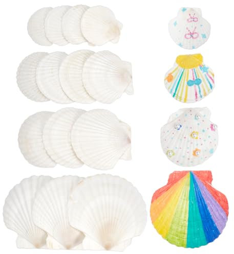 NBEADS 14 Pcs 4 Tailles Coquilles Saint Jacques, 7.45-11.4 cm Naturel Grand Coquille Blanc Décorations de Coquille Coquillages Coquille de Pétoncle pour Mariage de Plage et Océan Crafts la Décoration