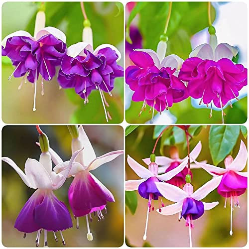 350 Stück Fuchsiensamen fuchsien pflanzen winterhart samen - Seltene Pflanze serie - blumenwiese hochbeet balkon saat garten wildblumensamen mehrjährig winterharte blumen