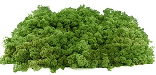 INMO Moos - Islandmoos echtes Natur Moos konserviert 100g Waldgrün. Dekomoos zum Basteln, Moosbild, Wand-Bilder, Wanddeko, Modellbau weitere Farben und Mengen zur Auswahl 40g - 500g 1 KG - 4 KG