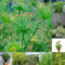 10 pcs papyrus pflanze samen - pflanzenkübel balkon hochbeet Cyperus papyrus, topfpflanzen draußen winterhart zimmerpflanze exotische pflanzen winterhart hochbeett heilkräuter