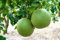 Neue Pomelo Fruchtsamen 10St