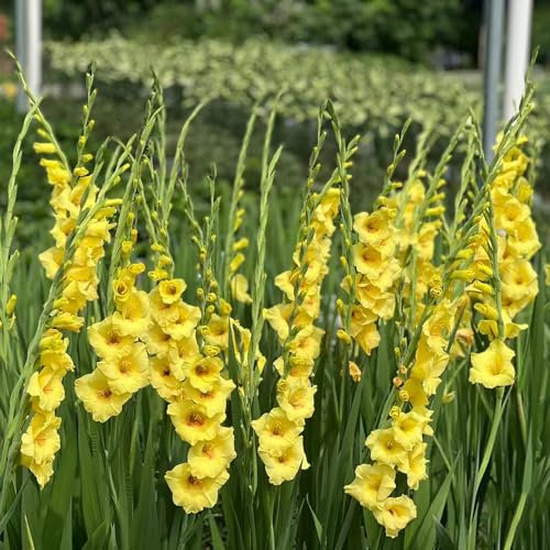 30 pcs gladiolen samen gartensamen kübelpflanzen Gladiolus, garten pflanzen pflanzendeko blumen balkon frühlingsblumen gartenpflanzen winterhart winterharte stauden balkonblumen dachbegrünung