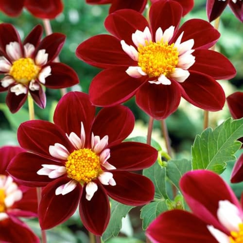 Plant in a Box - Dahlia 'Mary Evelyn' - lot de 3 - floraisons d'été - tubercules de dahlia - fleurs de jardin - Rouge/Blanc/Jaune