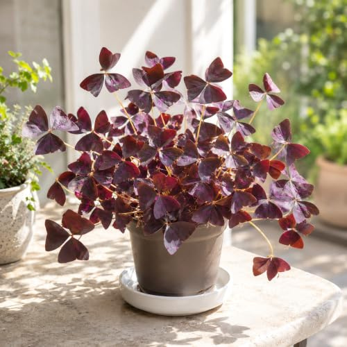Oxalis Triangularis Violet Trèfle 12 cm Pot Faux Trèfle Papillon Plante Rare Plante d'intérieur Fleurs Roses Intérieur Étagère Bureau Maison Bureau Conservatoire Cuisine Herbes Collection d'herbes