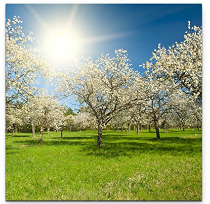 Paul Sinus Art Leinwandbilder | Bilder Leinwand 90x90cm Apfelbaumplantage im Frühling