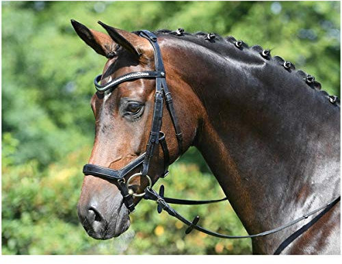 Busse