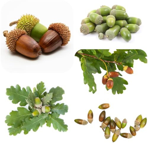 semi di quercia, quercia da balcone, quercia resistenti per il giardino in vendita, interno resistenti 5pcs