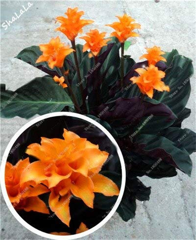 Seltene Caladium-Samen, Caladium-Pflanzen, Zitat; Elefantenohr & Zitat; Bonsai Blumensamen Mehrjährige Everygreen Blumentopf Für Hausgarten 50 Stück