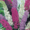 Haloppe 20Pcs Butterfly Bush Flowers Plants Seeds for Home Garden Planting, Garden Exotic Rare Flower Plant Multi-color Buddleia Butterfly Bush Seeds Semillas de arbusto de mariposa