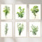 Dekomundo Kräuter Bilder 6er Set - Wanddekoration für die Küche und Esszimmer, 6x A4 (21x30 cm)
