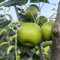 100 pcs birnenbaum kaufen samen, hochbeete für garten, indoor plants birnbaum - Pyrus Communis - plants, samen zimmerpflanzen säulen obstbäume, garten geschenk winterharte kübelpflanzen,