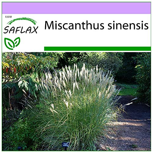 SAFLAX - Gräser-Bambus-Chinaschilf - 200 Samen - Miscanthus sinensis