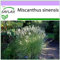 SAFLAX - Gräser-Bambus-Chinaschilf - 200 Samen - Miscanthus sinensis