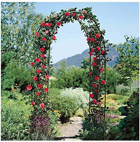 GCSQF Arche de Jardin Pergola Pavillon Rosiers Arche décorative Jardin Pergola métal en Fer forgé Design Rustique idéal pour diverses Plantes grimpantes Mariage décoration de fête de mariée Large Ton