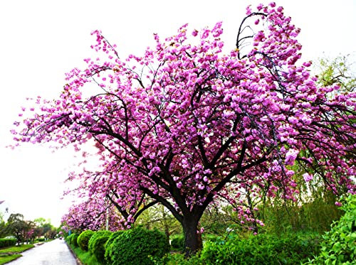 Kirschblütenbaum Pflanzen Samen - Japanische Kirschblüte Baum - Baumsamen Gartenpflanzen Winterhart Mehrjährig Bienenweide Wildblumen Gartensamen Balkon Pflanze Stauden Blumen Saatgut 250 Stück