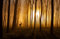 VLIES Fototapete-WALD Hirsch-(6157Pr)-400x260 cm-Tier Rothirsch Damhirsch Reh Landschaft Natur Bäume Wiese Blumen Sonne Wandbild