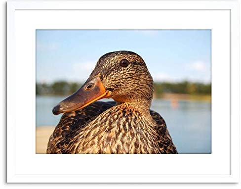 Wee Blue Coo PHOTO CLOSE UP OF DUCK MALLARD FRAMED PRINT F97X2998