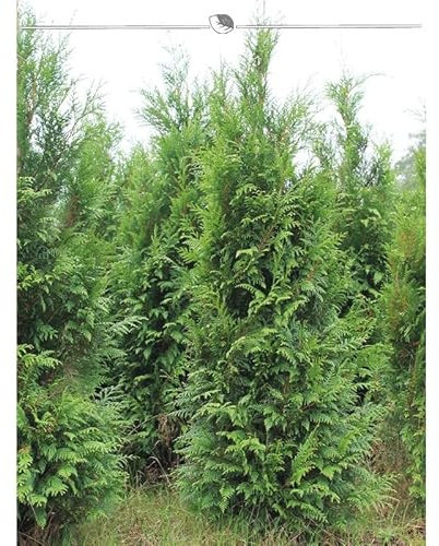 Thuja plicata Atrovirens 80-100 cm. 10 Bäume. Immergrüne & Winterharte Hecke
