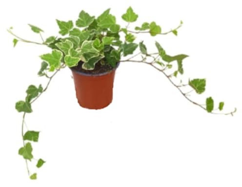 Planta natural de interior Hedera Helix, Hiedra Arco, Hiedra Inglesa, 20 cm. Planta trepadora de hojas verdes lobuladas. Segura Garden.
