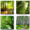 4 Wald und Bäume Bilder als Leinwandbild im Set zur Deko - jedes Motiv ist 40x40cm groß - 4-teiliges Landschaftsbilder Set, aufhängefertige moderne Naturbilder für Wohnzimmer Schlafzimmer Set-A, Grün