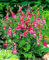 Buy4seeds 40 Seeds Oriental Foxglove rehmannia angulata - p1 Perennial Flower