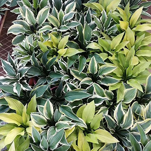550 Stück samen hosta pflanze winterhart mix funkien - Seltene Pflanzen serie - wildblumenmischung nachhaltige geschenke für frauen pflanztöpfe deko büro balkonpflanzen winterharte