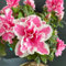50 pcs Rhododendron samen- garten geschenk，pflanzen für sonnige plätze blumen garten，pflanzen samen，Dekorative Pflanzen stauden winterhart mehrjährig geschenke für gartenliebhaber，einfach