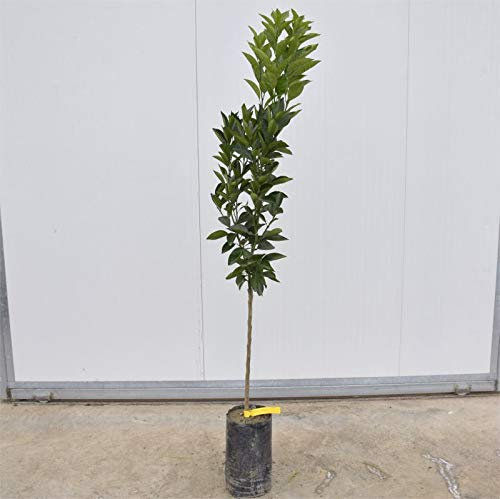 Albero Di Arancio 3 anni