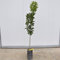 Albero Di Arancio 3 anni