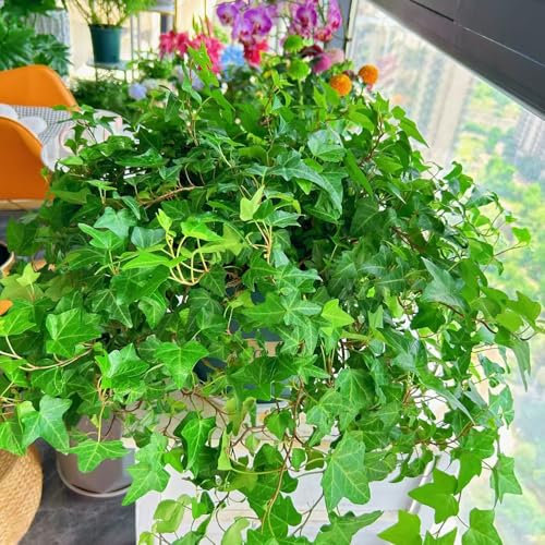 Pothos - semi piante verdi piante da balcone - Serie Rare - da interno pothos pianta appartamento giardino decorative per giardino di erbe aromatiche semi di erbe aromatiche 100pcs