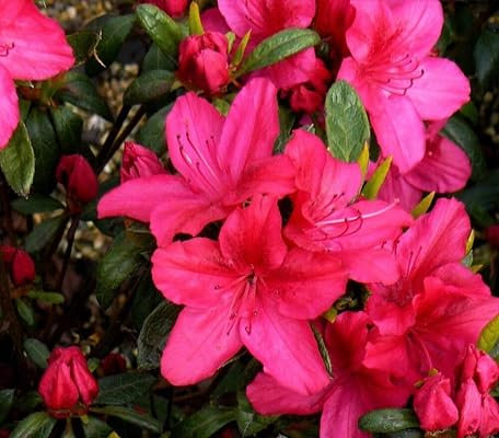 Nuovi semi freschi di fiori di azalea rosa da 100 pezzi