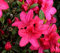 Nuovi semi freschi di fiori di azalea rosa da 100 pezzi