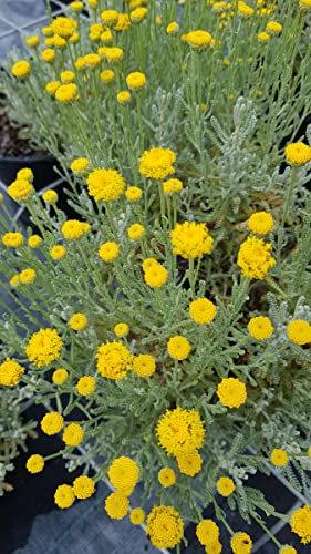 Helichrysum italicum ssp Serotinum/Plante Curry/Conteneur de 3 à 4 litres/Aromatique
