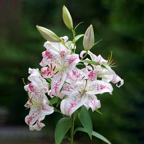 5 pcs lilien zwiebeln stauden winterhart mehrjährig winterharte kübelpflanzen blumenzwiebeln frühblüher frühlingsblumen zwiebeln blumenzwiebeln winterhart pflanzen garten garten blumen