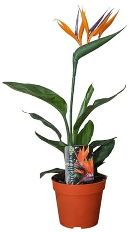 Strelitzia Reginae P13 2 sacs (avec fleur artificielle) – Ø 13 cm – 35 cm