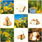 10 pcs topinambur saatknollen zum pflanzen Zwiebeln, topinambur - knollen, seltene pflanzen, kräutergarten geschenk topinambur kaufen - Helianthus tuberosus - garten geschenke für