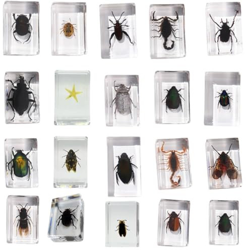 20 Stück konservierte Insekten aus Harz, Sammlung von Proben, Briefbeschwerer aus transparentem Harz für Insekten, Briefbeschwerer aus Kunstharz, Insekten, verschiedene Exemplare, Insekten zur