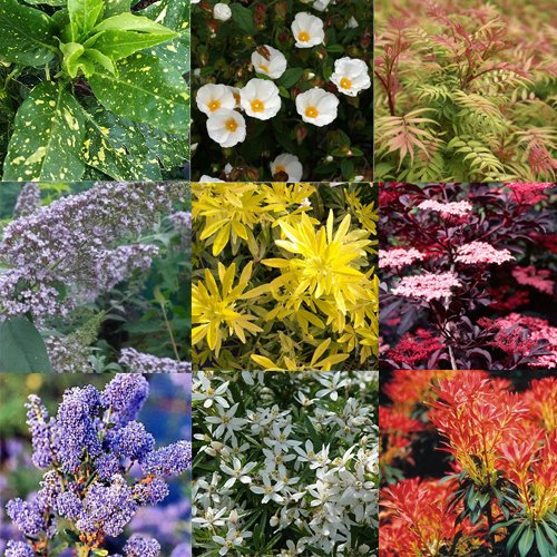 Mixed Plant Collection of 5 Established Shrubs in 9cm Pots - Quality Garden Shrub Plant