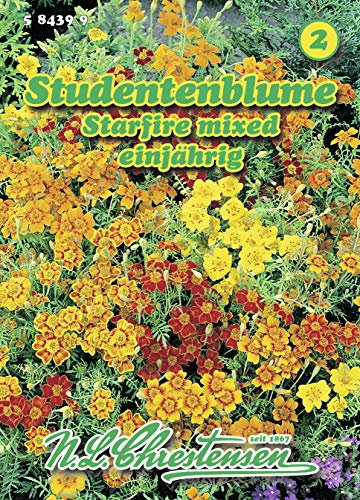Flor estudiantil Starfire mixed baja 'Tagetes tenuifolia'