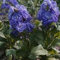 Lagerblau (Matthiola Incana Ten Week Blue) Gillyflower Night duftend, 40 SAMEN