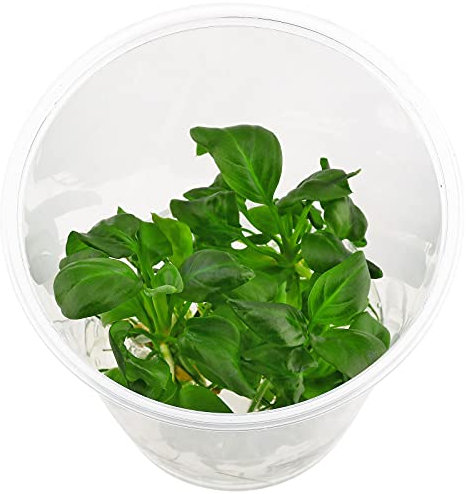 Anubias eterophylla - in vitro - Pianta Acquario Vivo