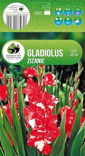AGRONOM | GLADIOLEN - ZIZANIE | Mehrjährige Blumenzwiebeln | Bunt Blumen | Werden in Blumengärten, angebaut in blühenden Rasenflächen | 7 Blumenzwiebeln