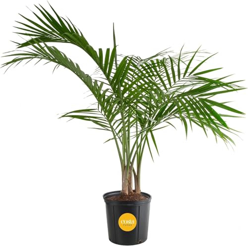 Costa Farms Majesty Palm Live Plant, Large Tropical Floor Plant, 3-4 Feet Tall, Pet-Friendly Indoor Houseplant, Easy Care, Air Purifying, Living Room or Office Decor, Housewarming Gift