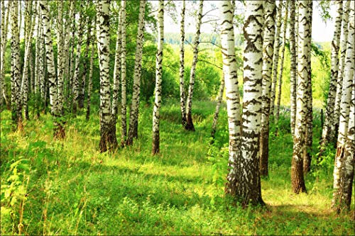 Muralo Vlies Fototapete 450x300 Natur Wald Tapete Wandtapeten Bäume Birken Borke Stämme Wohnzimmer Schlafzimmer Moderne Wandbilder XXL Wand Dekoration Br. 450 cm x Hö. 300 cm