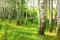 Muralo Vlies Fototapete 450x300 Natur Wald Tapete Wandtapeten Bäume Birken Borke Stämme Wohnzimmer Schlafzimmer Moderne Wandbilder XXL Wand Dekoration Br. 450 cm x Hö. 300 cm