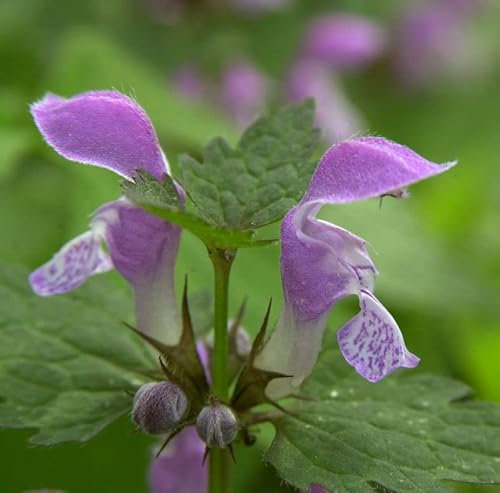 Waldnessel - Lamium maculatum - Gartenpflanze